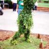 Custom frame of topiary golfer